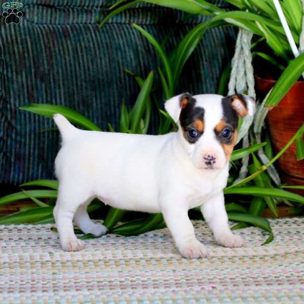 Emily, Jack Russell Terrier Puppy