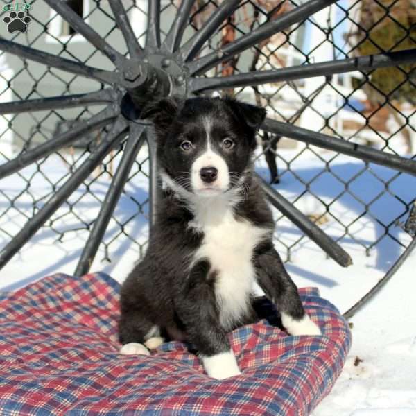 Emma, Border Collie Puppy
