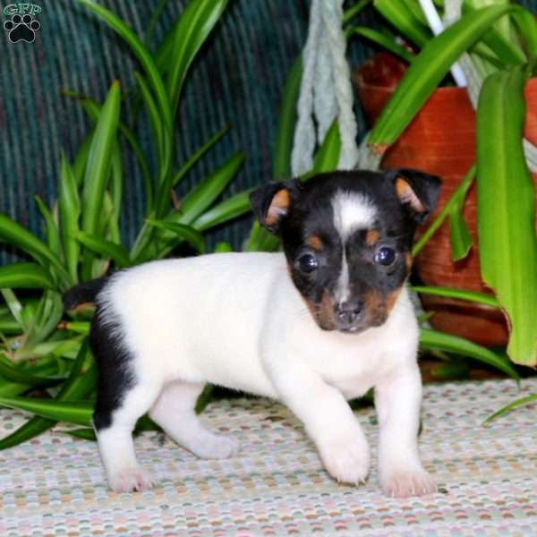 Erma, Jack Russell Terrier Puppy