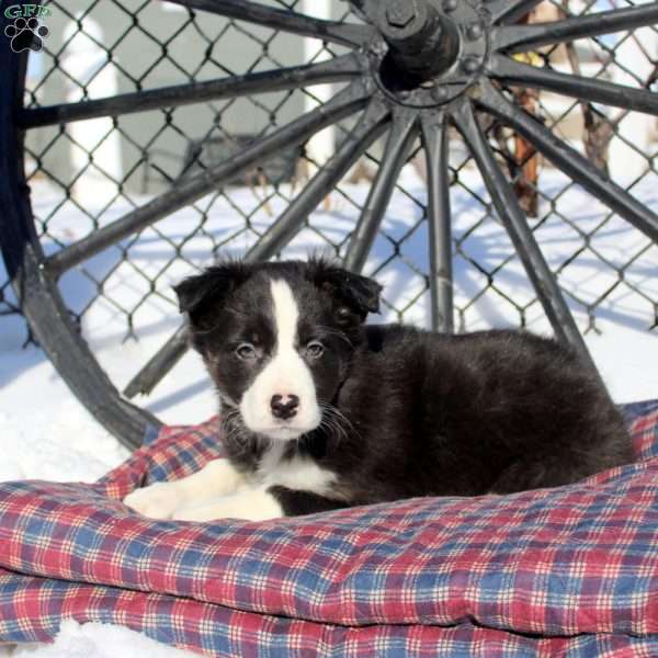 Eva, Border Collie Puppy