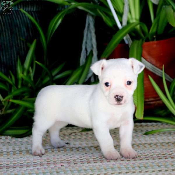 Eva, Jack Russell Terrier Puppy