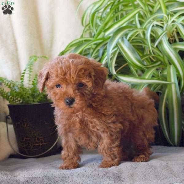Everlee, Toy Poodle Puppy