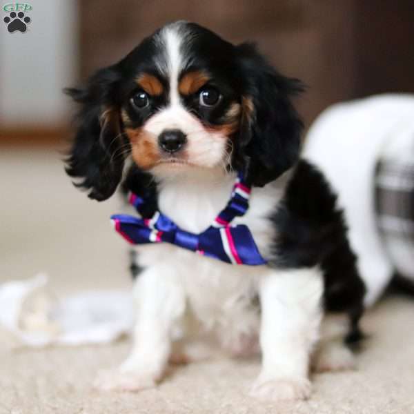 Ezra, Cavalier King Charles Spaniel Puppy
