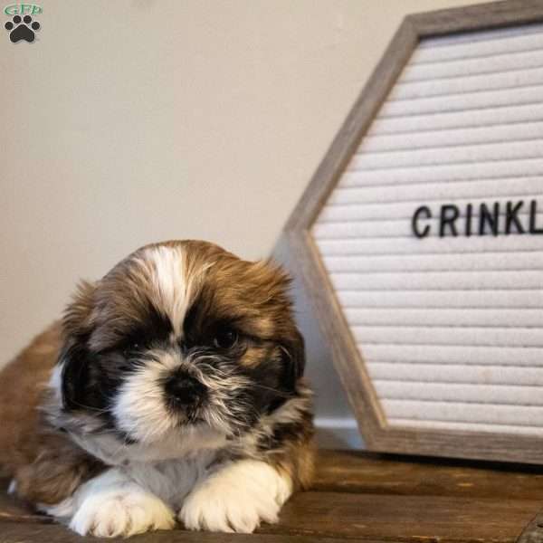 Crinkle, Shih Tzu Puppy