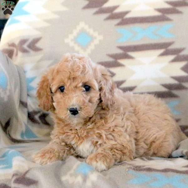 Fable, Mini Labradoodle Puppy