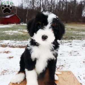 Oopsy Daisy Doodles - Greenfield Puppies