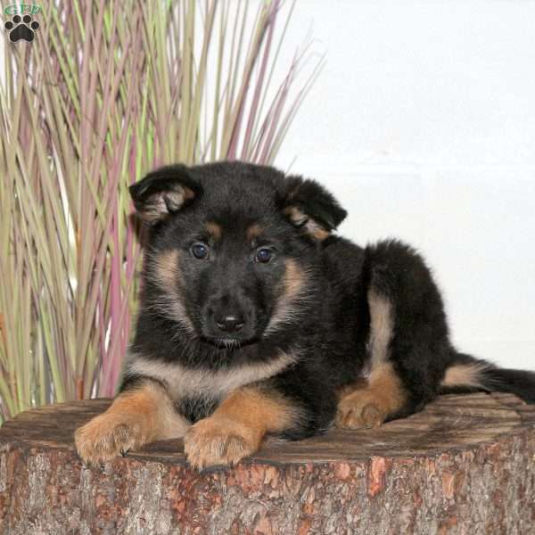 Faith, German Shepherd Puppy