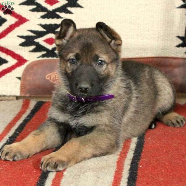 Faye, German Shepherd Puppy