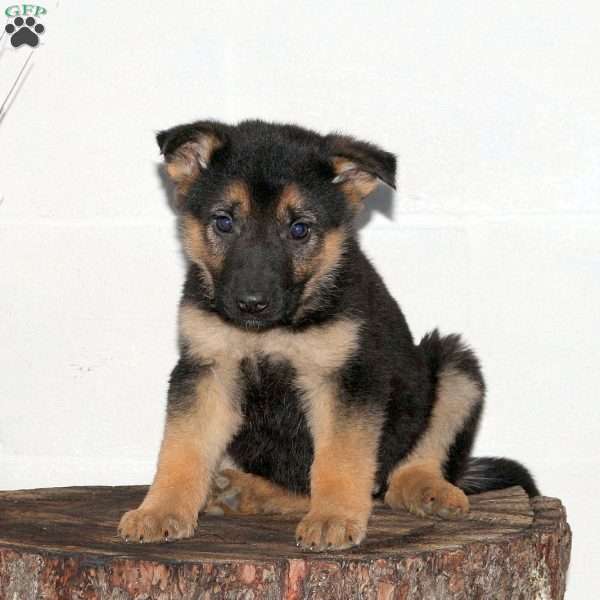 Felicity, German Shepherd Puppy
