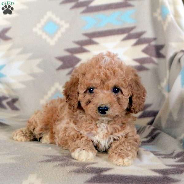 Felicity, Mini Labradoodle Puppy