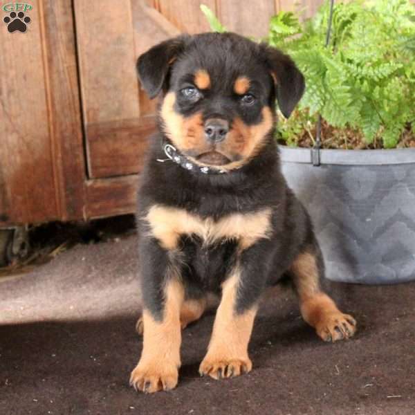 Felix, Rottweiler Puppy