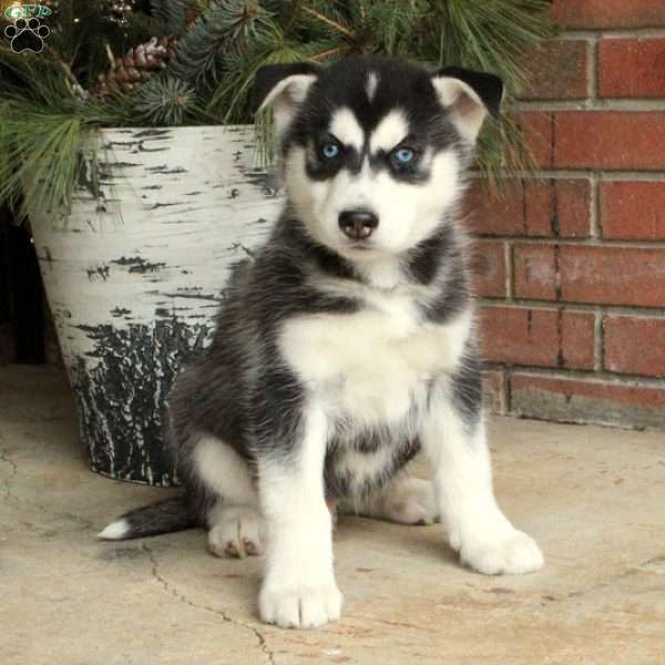 Felix, Siberian Husky Puppy