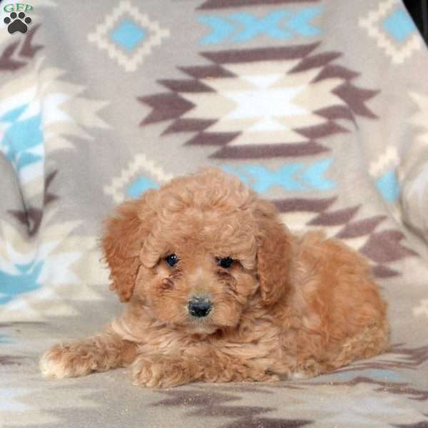 Fennel, Mini Labradoodle Puppy