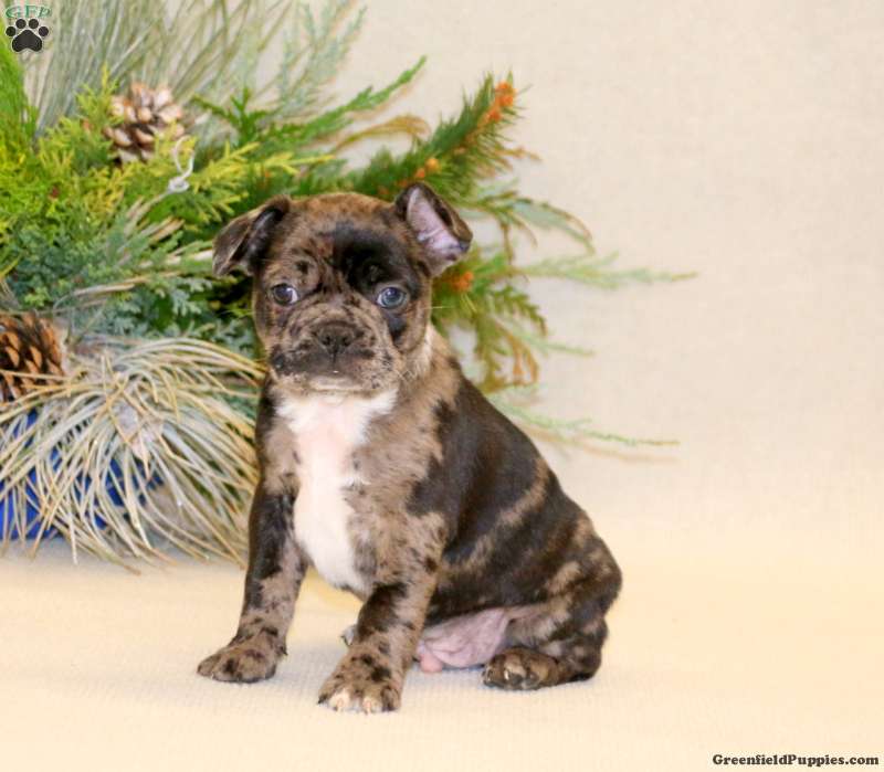 Ferlyn Frenchton Puppy For Sale in Pennsylvania