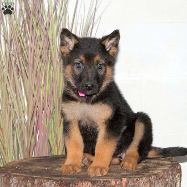 Fern, German Shepherd Puppy