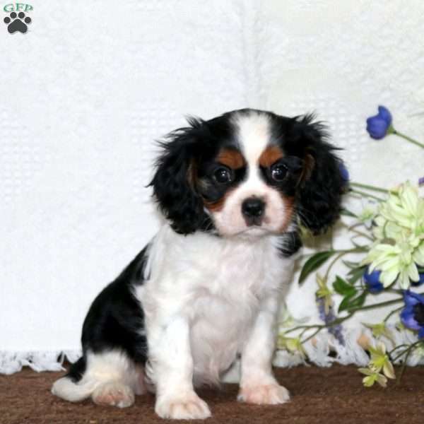 Fern, Cavalier King Charles Spaniel Puppy