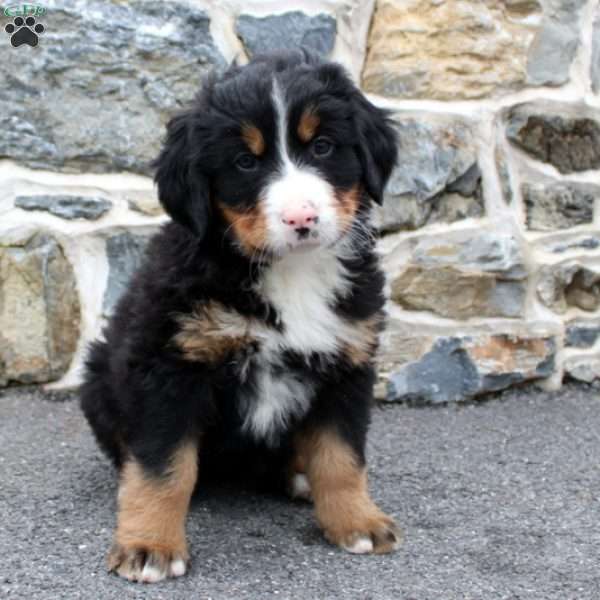 Finley, Bernese Mountain Dog Puppy