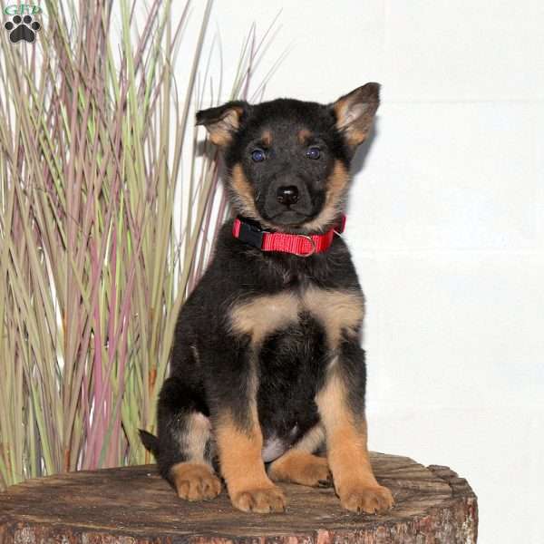 Finley, German Shepherd Puppy