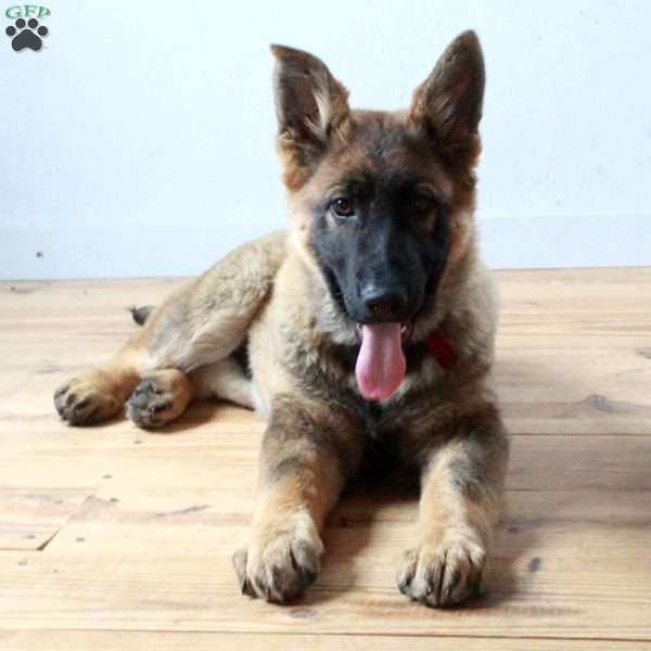 Finnick, German Shepherd Puppy