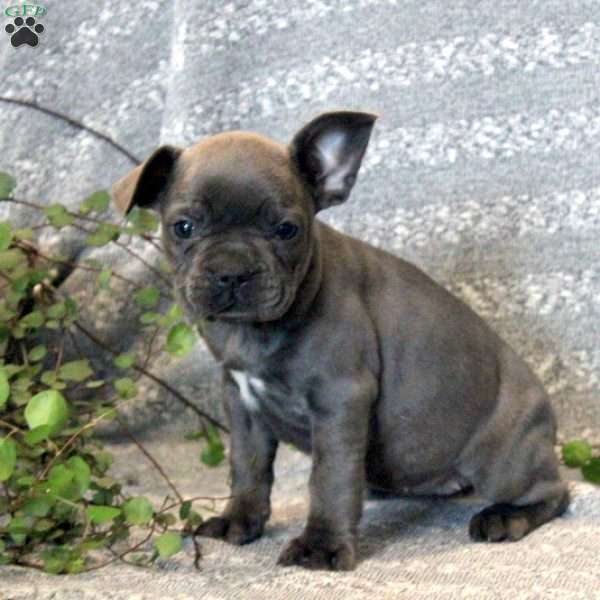 Fiona, Frenchton Puppy