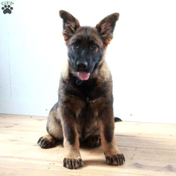 Fitz, German Shepherd Puppy