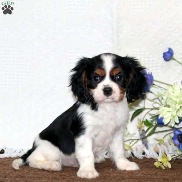 Flash, Cavalier King Charles Spaniel Puppy