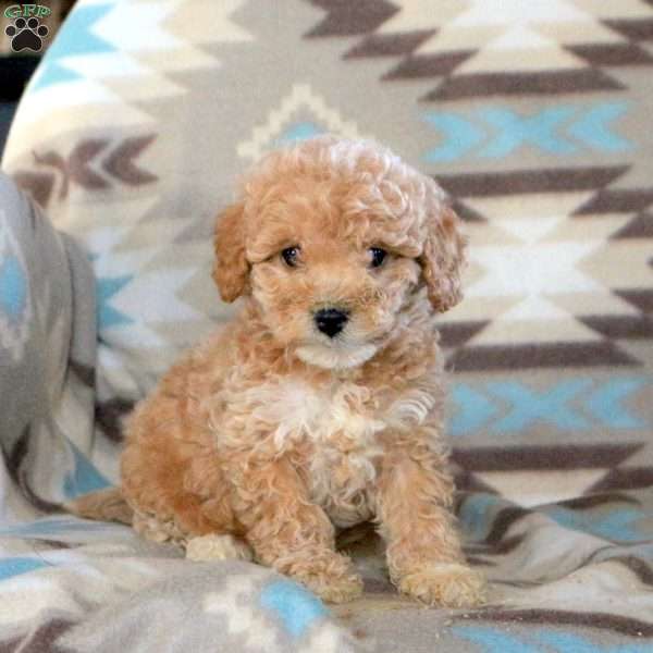 Fletcher, Mini Labradoodle Puppy