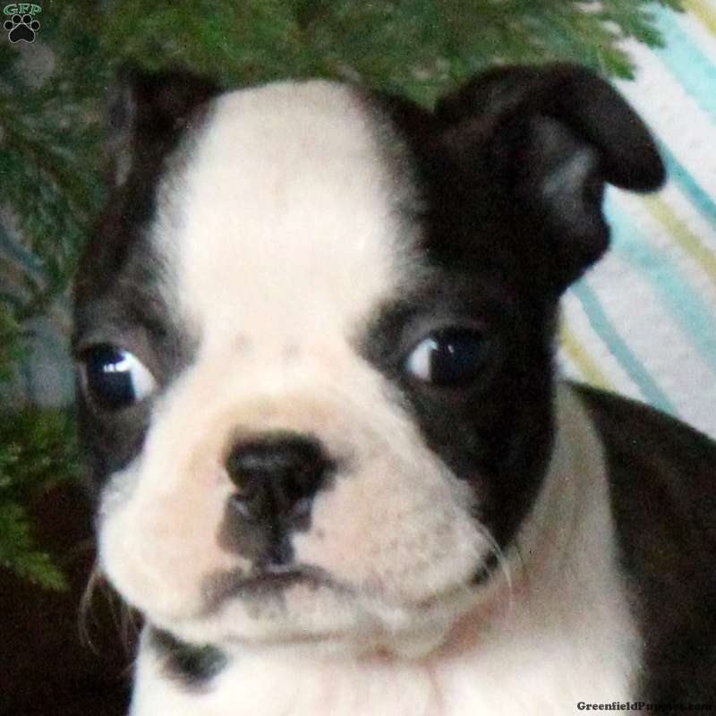 Fletcher Boston Terrier Puppy For Sale in Pennsylvania