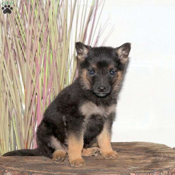 Flicka, German Shepherd Puppy