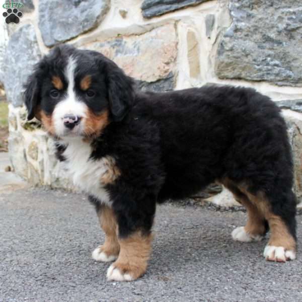 Flo, Bernese Mountain Dog Puppy