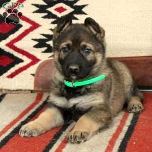 German shepherd sale puppies greenfield