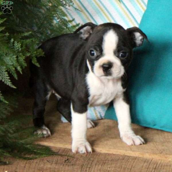 Florence, Boston Terrier Puppy