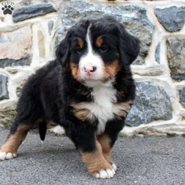 Ford, Bernese Mountain Dog Puppy