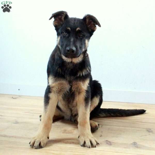 Ford, German Shepherd Puppy