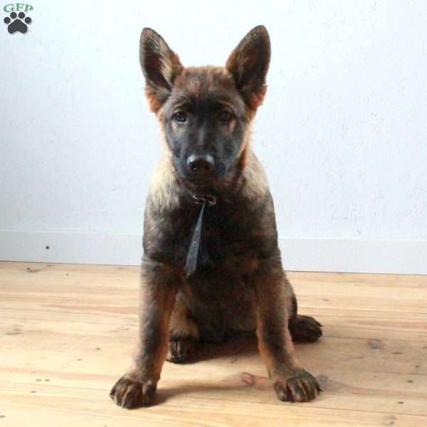 Forrest, German Shepherd Puppy