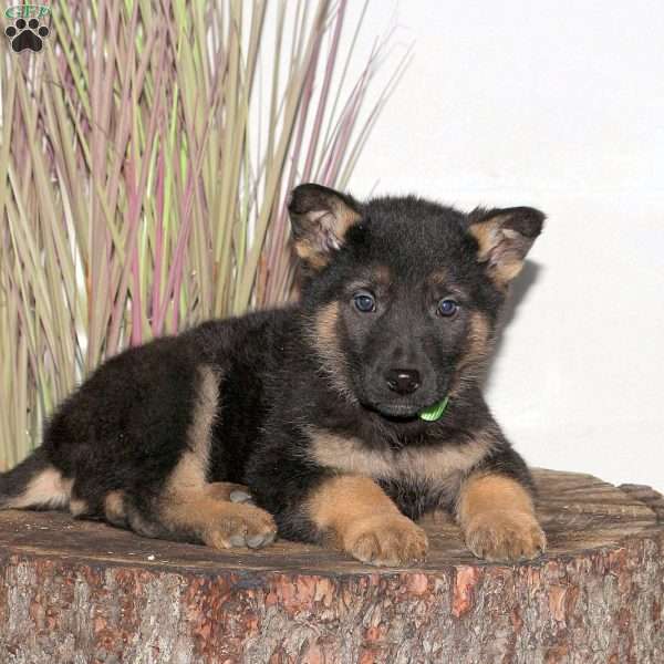Foster, German Shepherd Puppy