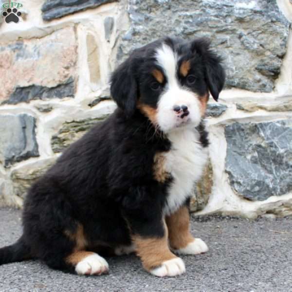 Fran, Bernese Mountain Dog Puppy