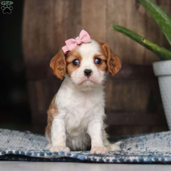 Gabby, Cavalier King Charles Spaniel Puppy