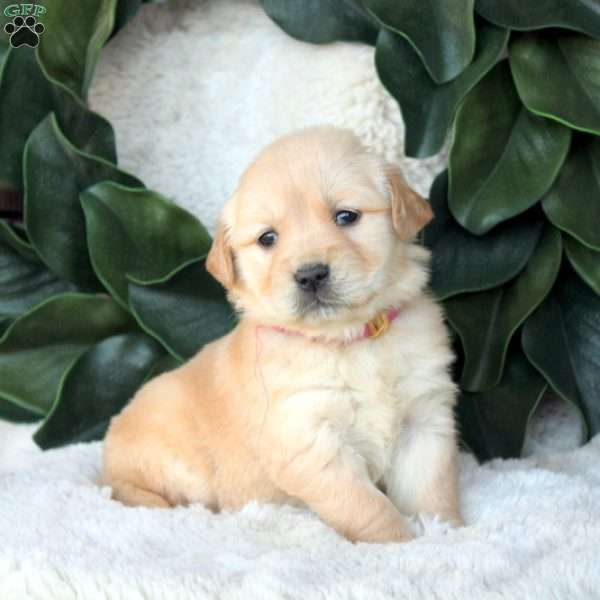 Gale, Golden Retriever Puppy