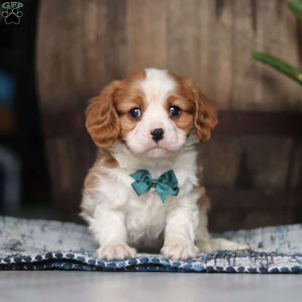 Gavin, Cavalier King Charles Spaniel Puppy