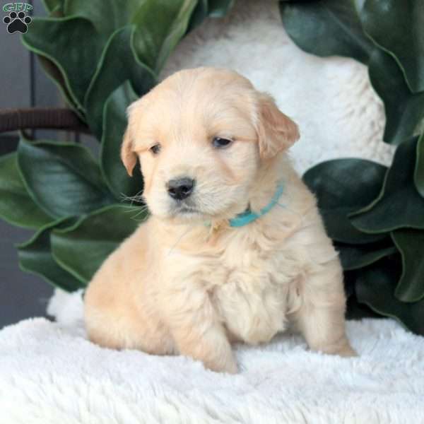George, Golden Retriever Puppy