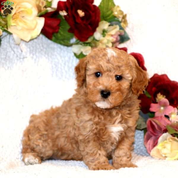 Gigi, Miniature Poodle Puppy