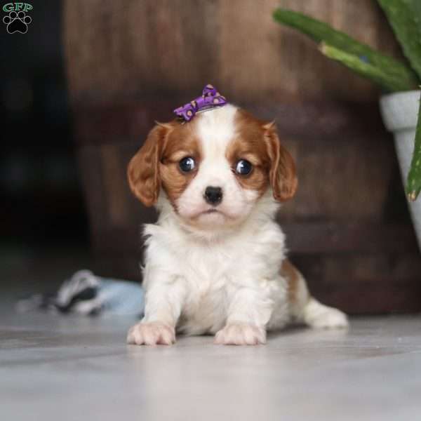 Gigi, Cavalier King Charles Spaniel Puppy