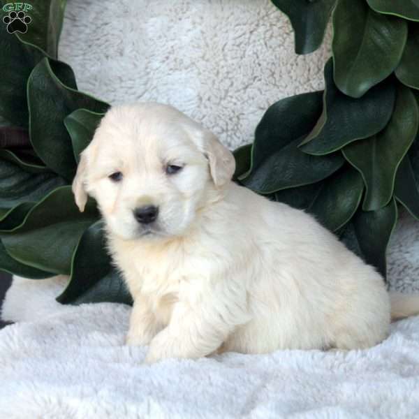 Gina, Golden Retriever Puppy
