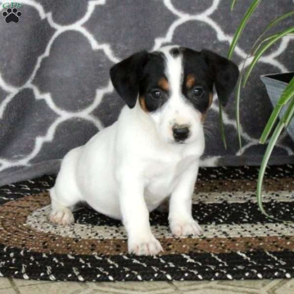 Ginny, Jack Russell Terrier Puppy