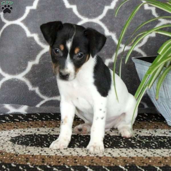 Giselle, Jack Russell Terrier Puppy