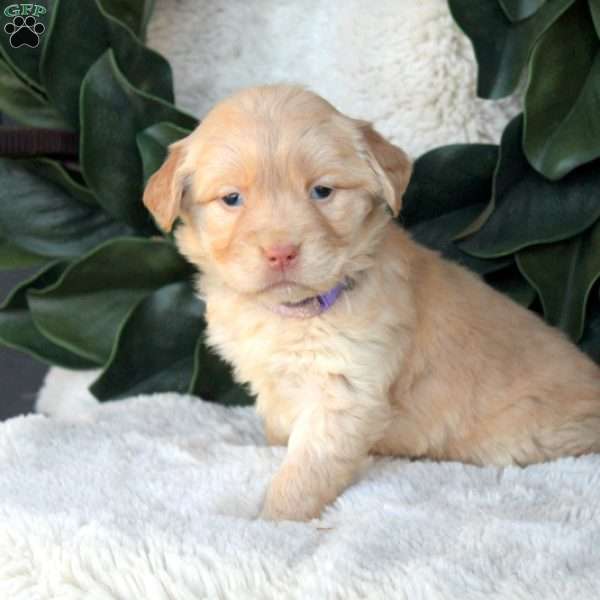 Gloria, Golden Retriever Puppy