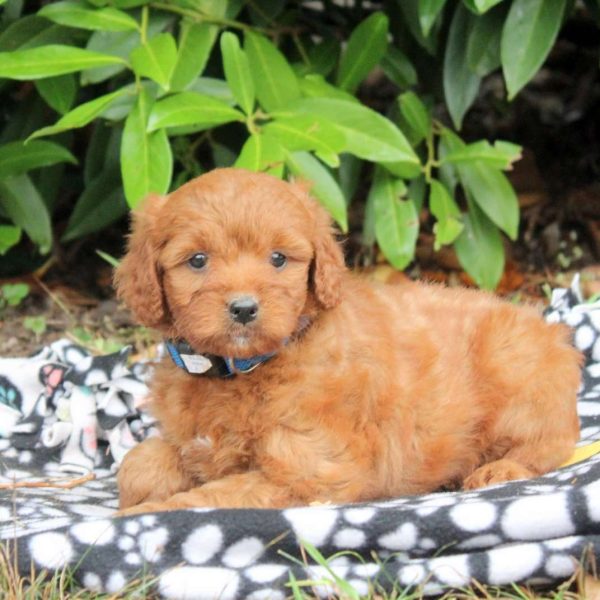 Golden Cavadoodle