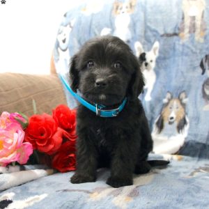 Golden Cavadoodle