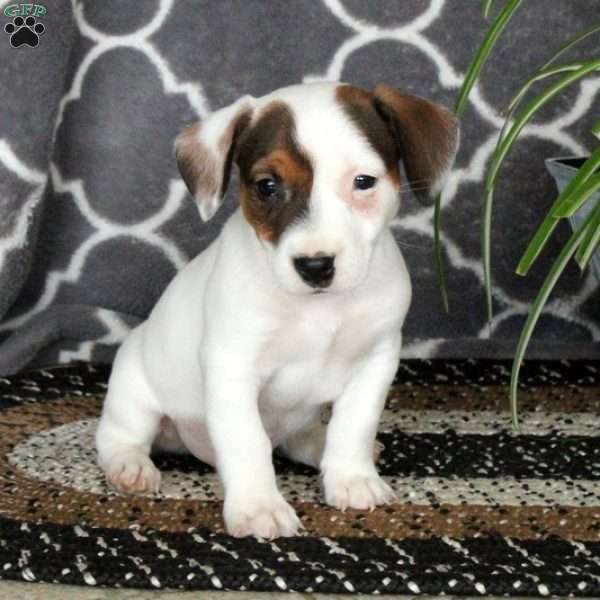Goose, Jack Russell Terrier Puppy